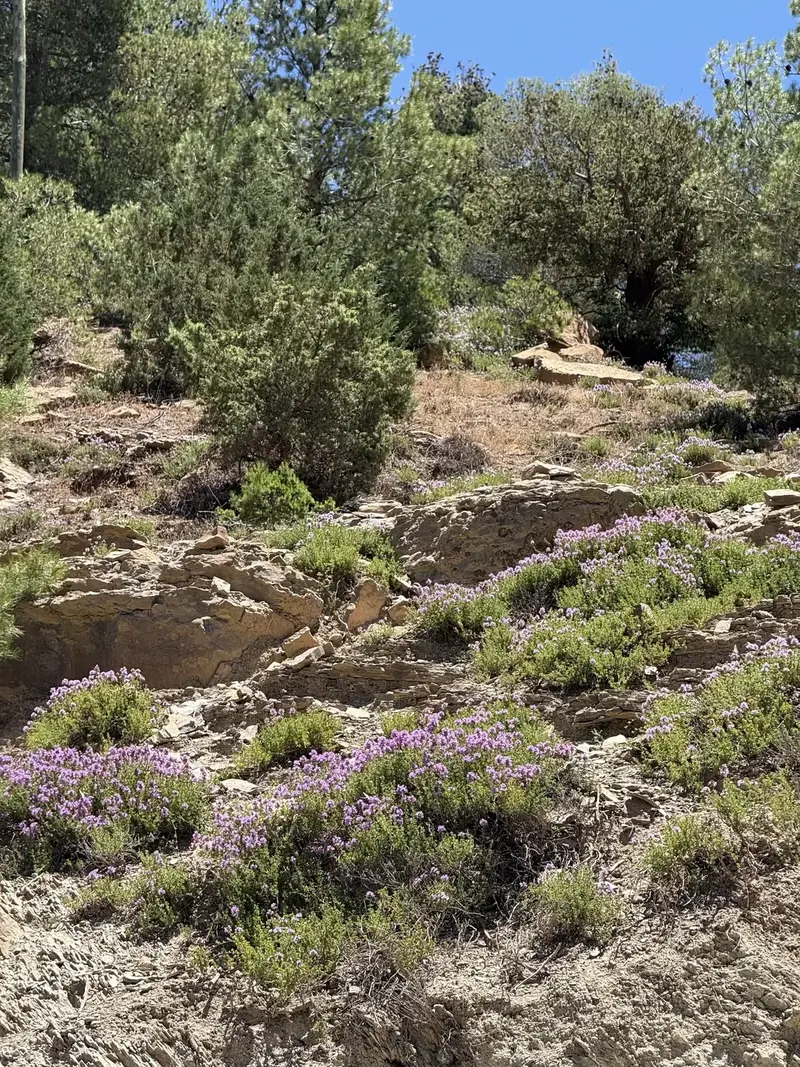 Wild thyme from the Atlas Mountains