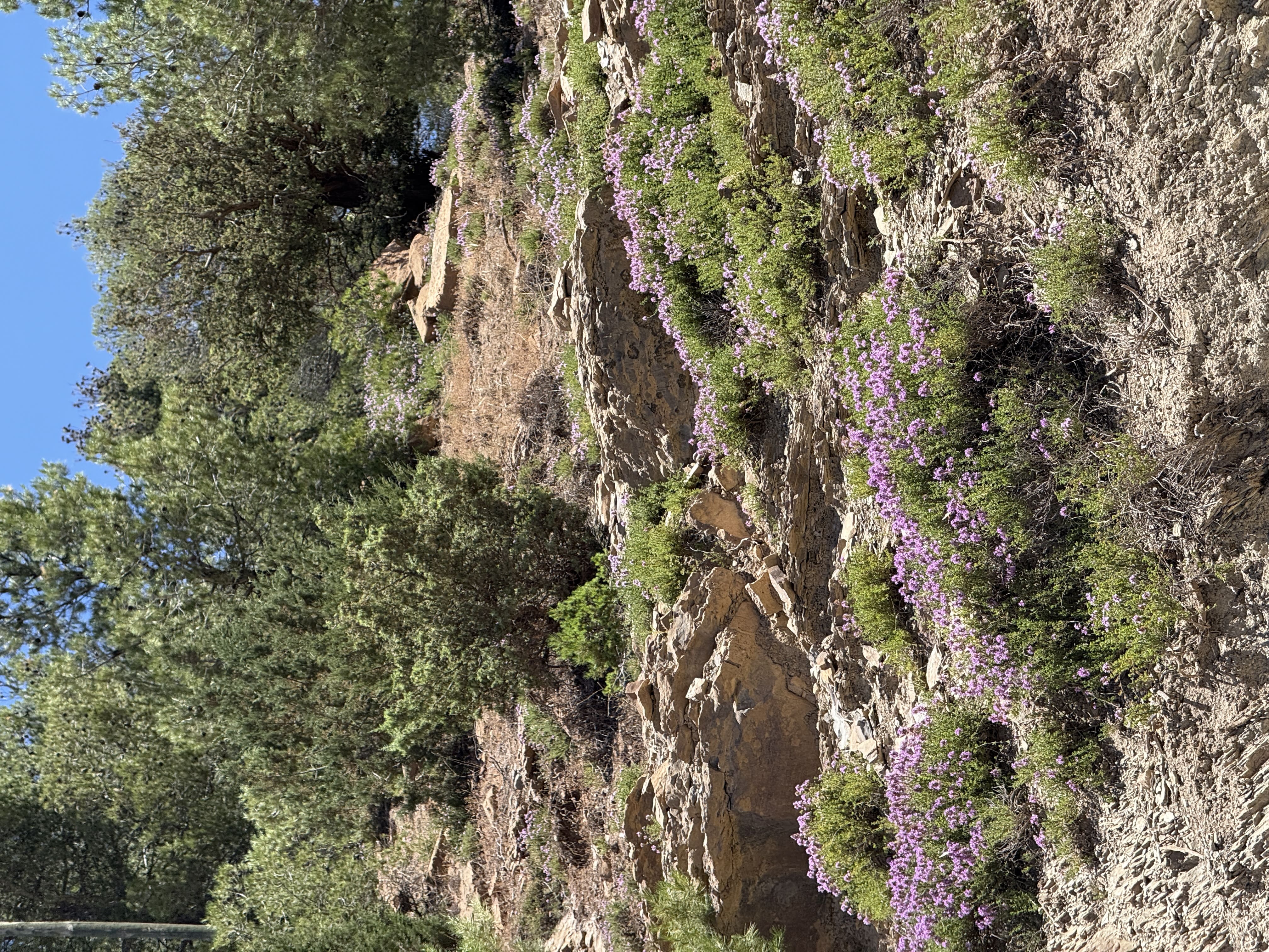 Thym naturel séché de l'Atlas