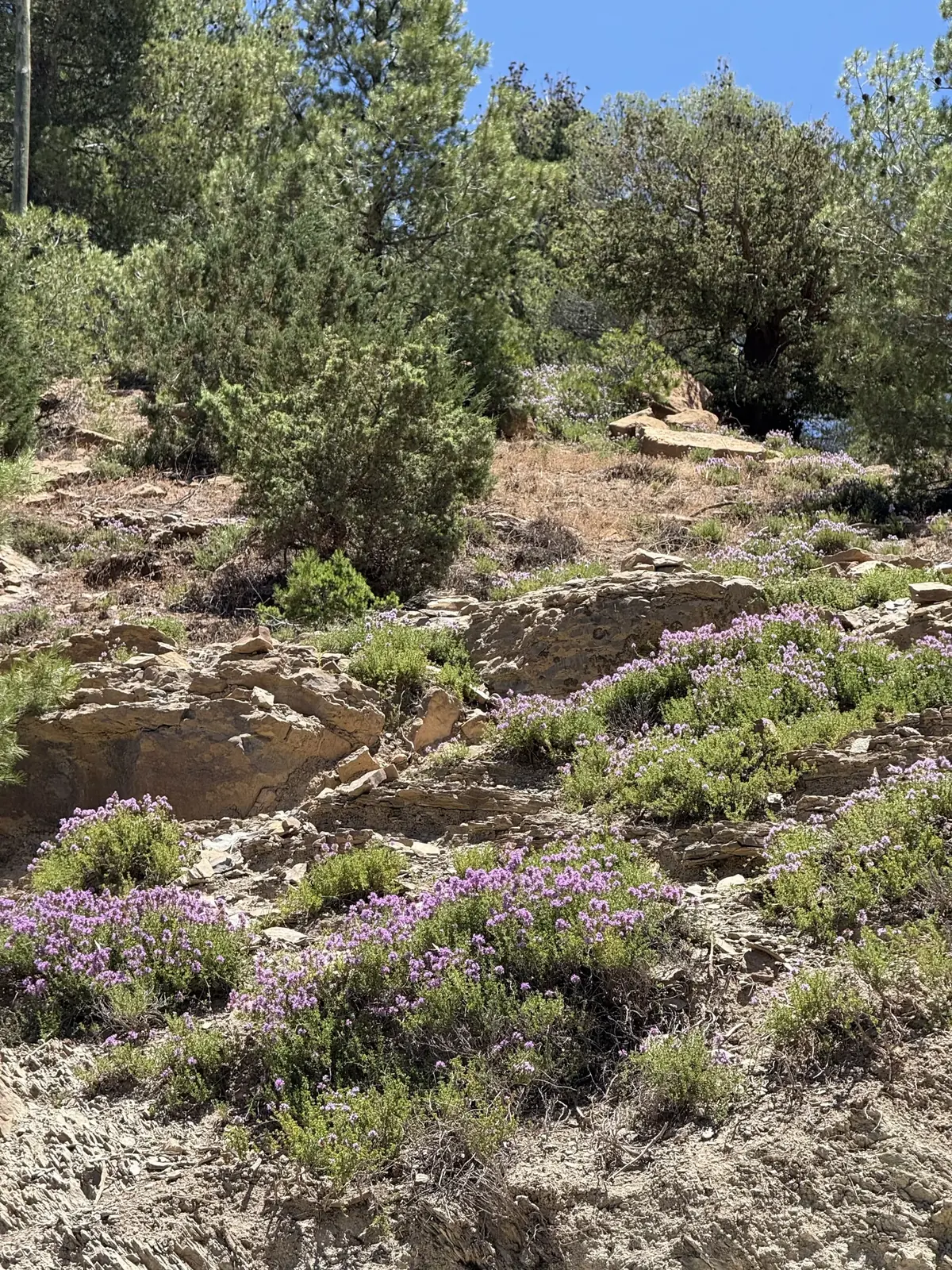 Thym sauvage séché de l’Atlas